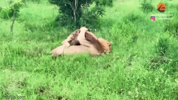 Video: Bị sư tử cắn chặt vào cổ, linh cẩu vẫn có màn 