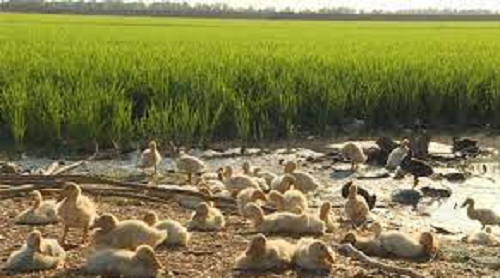 Diễn biến mới nhất vụ 1.600 con vịt tràn vào ruộng lúa, 101 con bị đánh chết