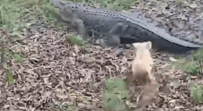 Video: Cá sấu khổng lồ bị chó cắn vào đuôi và phản ứng bất ngờ