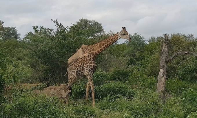 Video: Cuộc đối đầu căng thẳng giữa hươu cao cổ và 6 con sư tử, kết quả ra sao?