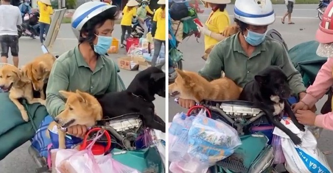 Bí thư Cà Mau nói về việc tiêu hủy đàn chó