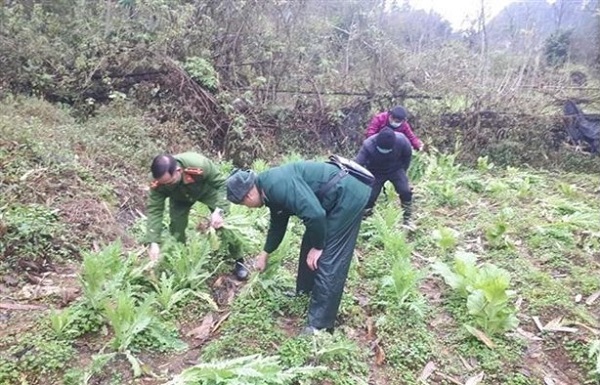 Liên tiếp phát hiện, nhổ bỏ hàng nghìn cây thuốc phiện trồng trái phép ở vùng cao