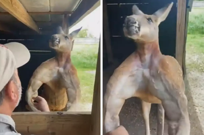 Video: Chuột túi có thân hình vạm vỡ, cơ bắp như lực sĩ khiến dân mạng trầm trồ