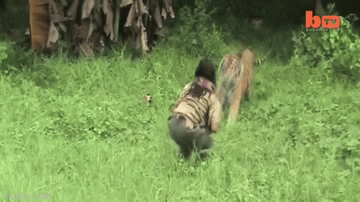 Video: Người đàn ông bị hổ vồ và diễn biến thót tim