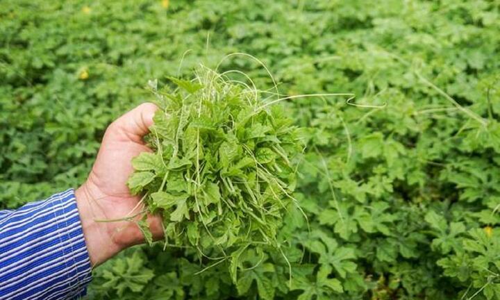 Loại rau kỳ lạ khi rửa tạo bọt như xà phòng nhưng ăn rất ngon, giúp an thần và ngủ ngon