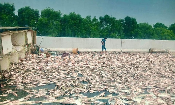 Lật xe tải ở cao tốc Hà Nội - Hải Phòng, hơn 2,5 tấn cá văng kín đường