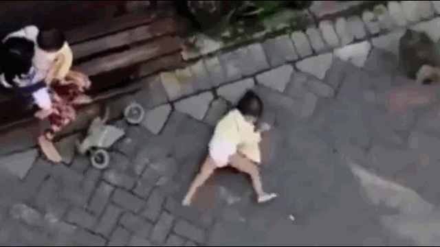 Video: Bất ngờ cảnh khỉ 