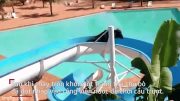 Video: Hài hước hình ảnh chú bò trốn khỏi trang trại, ra công chơi chơi cầu trượt