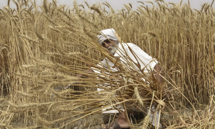 Ấn Độ ra lệnh cấm xuất khẩu lúa mì do lo ngại an ninh lương thực