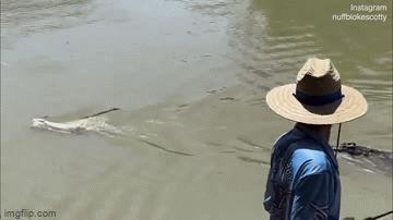 Video: Khoảnh khắc cá sấu lao lên bờ định cướp mồi nhưng bất thành