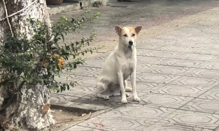 Ba trẻ nhỏ bị chó cắn khi đang chơi ngoài sân, một cháu 4 tuổi tử vong