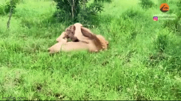 Video: Linh cẩu thoát chết ngoạn mục dù bị sư tử kẹp chặt đầu