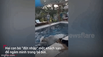 Video: Hai con bò trốn khỏi trang trại, đột nhập khách sạn để 