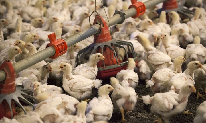 Mỹ: Cúm gia cầm diễn biến phức tạp, số gia cầm chết do dịch cao gần mức kỷ lục