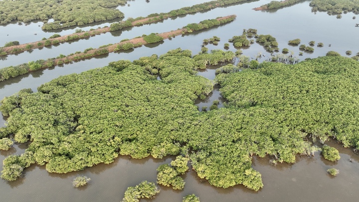 Thái Bình: Không có việc xóa sổ khu bảo tồn thiên nhiên đất ngập nước Tiền Hải