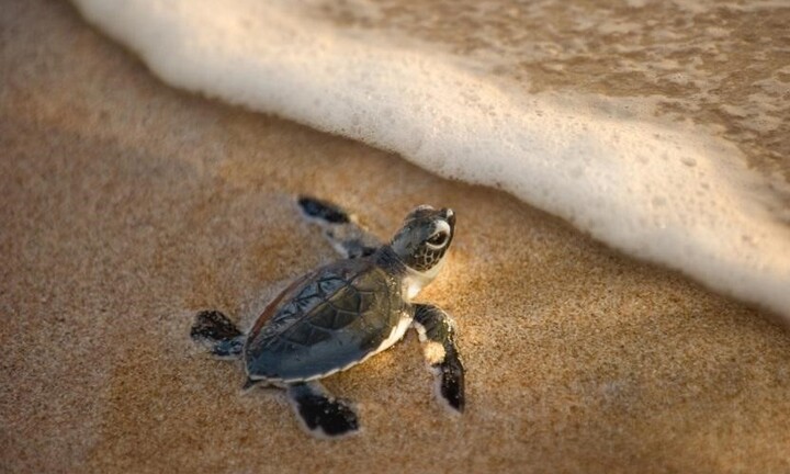 Bán đảo Hải Giang – kỳ quan miền nhiệt đới độc nhất vô nhị ở Việt Nam