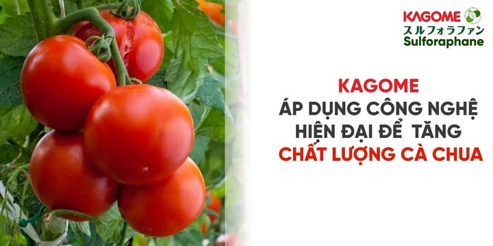 Kagome áp dụng AI để tối ưu năng suất, chất lượng cà chua