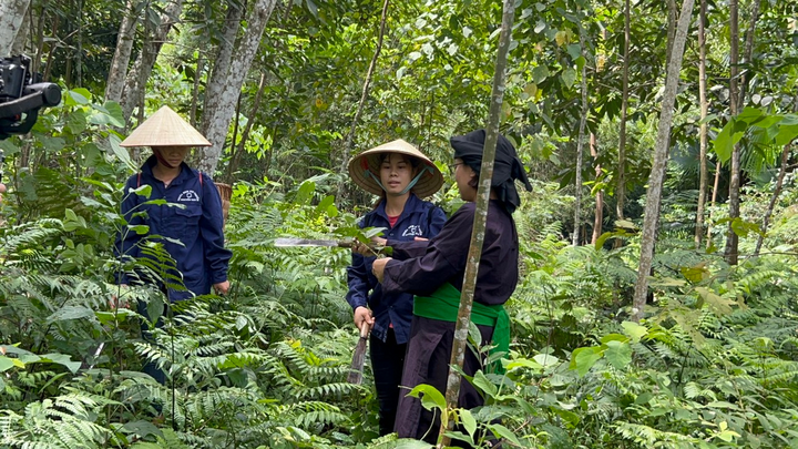 Nguyễn Thị Thái với gần 20 năm bốc thuốc chữa bệnh cứu người bằng thuốc nam