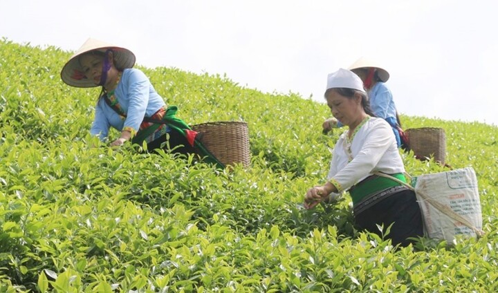 Phát triển BHXH với lao động tại các hợp tác xã