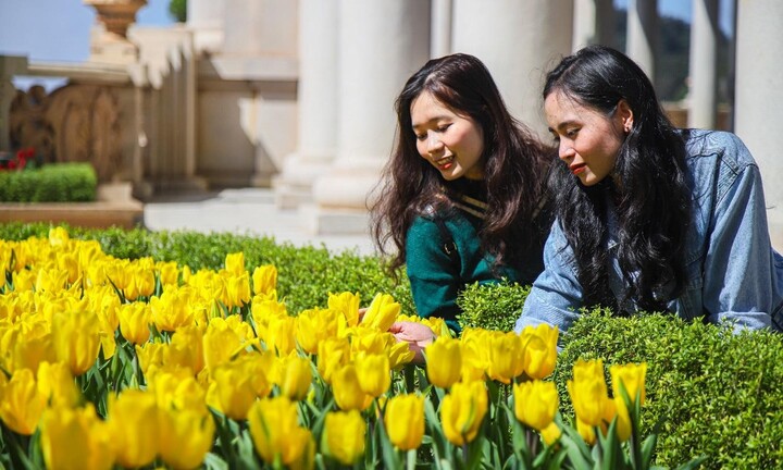 Thế giới hoa xuân rực rỡ tại Bà Nà