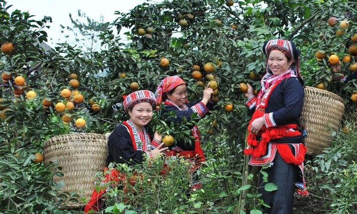 Hà Giang: Hỗ trợ người dân tộc thiểu số vươn lên thoát nghèo