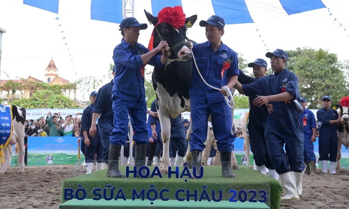 Tân Hoa hậu bò sữa Mộc Châu 2023 và lượng sữa kỷ lục 