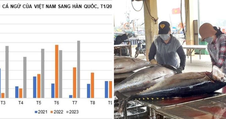 Thị trường Hàn Quốc tăng mua gần 500% cá ngừ đóng hộp từ Việt Nam