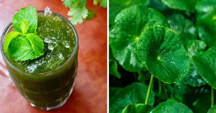 Loại rau bên châu Âu dùng làm thuốc chữa bệnh, ở Việt Nam