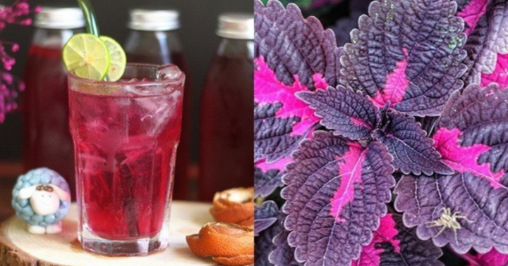 Loại lá gia vị được ví như 