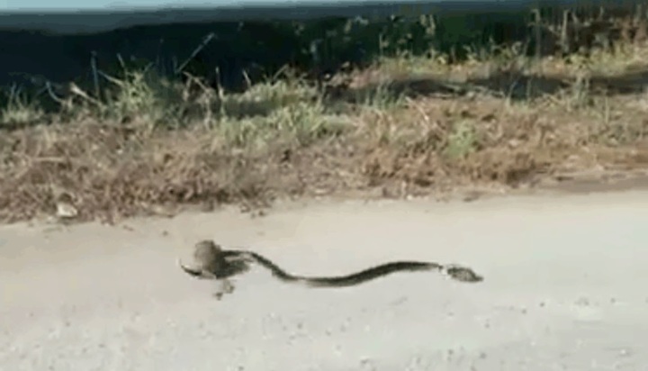 Video: Chuột mẹ lao tới 