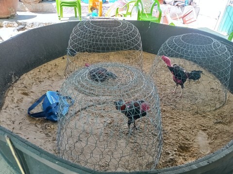 Bình Thuận: Triệt phá trường gà quy mô lớn, tạm giữ 39 đối tượng