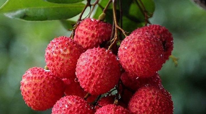 Bé gái 5 tuổi đột nhiên hôn mê, nguy kịch sau khi ăn vải theo cách này