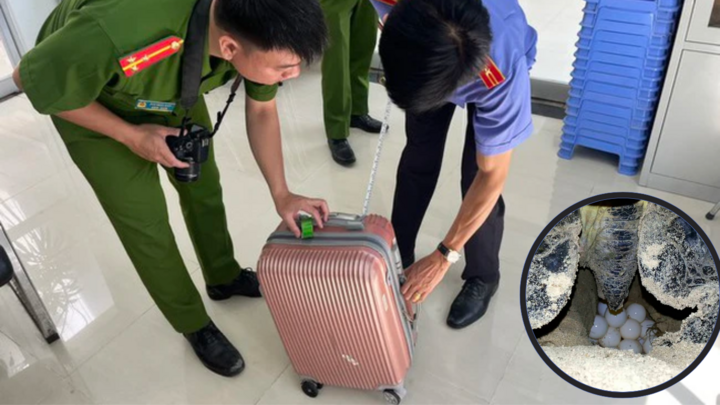 Mua trứng vích ở Côn Đảo mang về, mẹ chồng và con dâu bị khởi tố