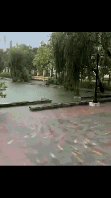 Mưa lớn, hàng trăm con cá Koi 
