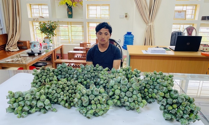 Lào Cai: Bắt đối tượng mua bán trái phép 8,1 kg cành, quả cây thuốc phiện