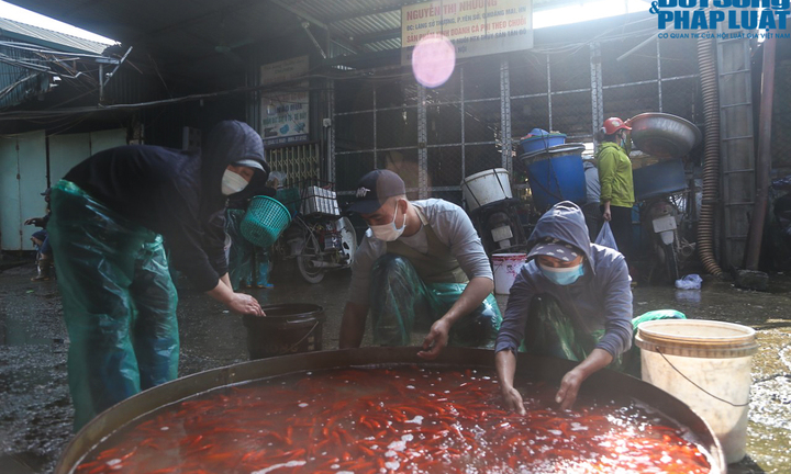 Hà Nội: Chợ cá Yên Sở tấp nập, rực sắc đỏ trước ngày ông Công - ông Táo