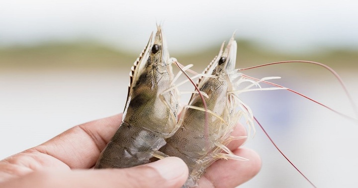 Phát hiện thức ăn tôm của Công ty TNHH Toàn Phát bán không đảm bảo chất lượng