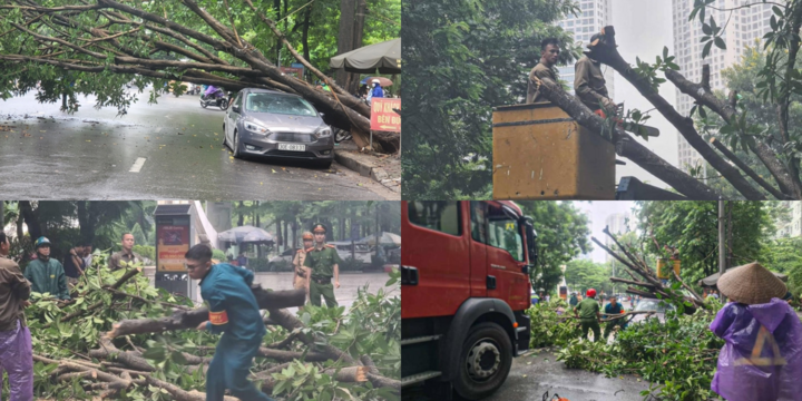 Hà Nội: Cây xanh bật gốc, đè lên ô tô con đang đỗ bên đường