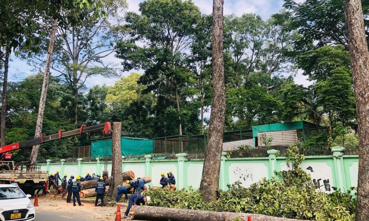14 cây cổ thụ có nguy cơ bật gốc, TP.HCM lên phương án đốn hạ