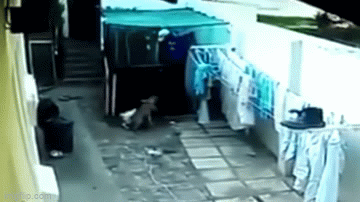 Video: Đột nhập nhà dân, tên trộm bị 2 con chó Pitbull cắn chặt vào chân