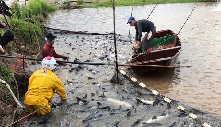 Đắng lòng người nuôi cá  “gánh” nợ hàng chục tỷ đồng  do dịch COVID-19