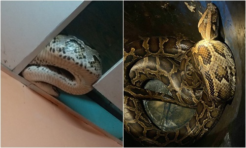 TP.HCM: Tháo dỡ phần ốp trần nhà, hoảng hồn phát hiện trăn gấm 25kg