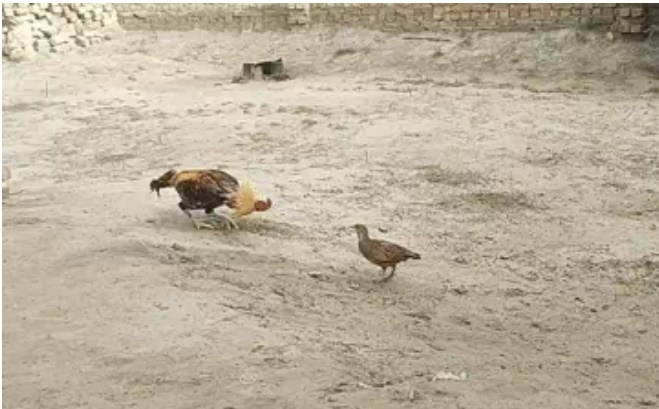 Video: Gà gô khiêu chiến với gà trống, cái kết bất ngờ