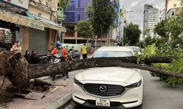 TP.HCM: Cây bật gốc đè trúng xe Mazda đậu trên đường