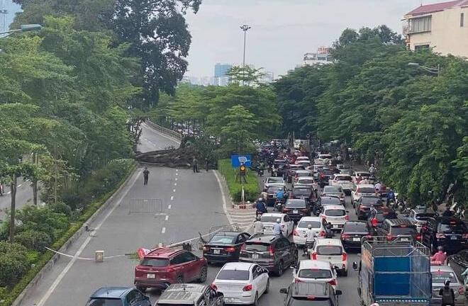 Hà Nội: Cây đa hơn 100 tuổi bị đổ, chắn ngang lối lên đường trên cao Nhật Tân - Cầu Giấy
