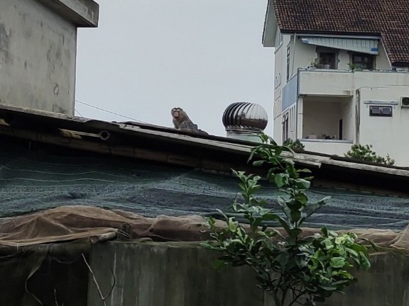 Khỉ quý hiếm vào khu dân cư, đe dọa trẻ em ở Quảng Trị