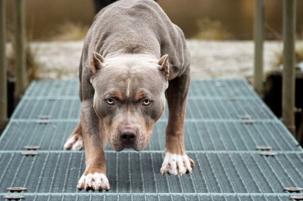 Thả chó Pitbull nặng 40kg qua cắn trả thù nhà hàng xóm 