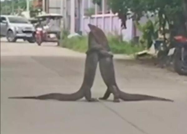 Video: Hai con kỳ đà đánh nhau làm tắc đường ở Thái Lan 