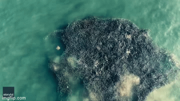 Video: Hàng nghìn con cá đuối gai độc bơi sát nhau tạo cảnh tượng kỳ ảo 