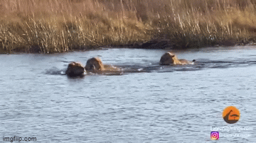 Video: Hà mã liều mình tấn công 3 con sư tử đang băng qua sông 